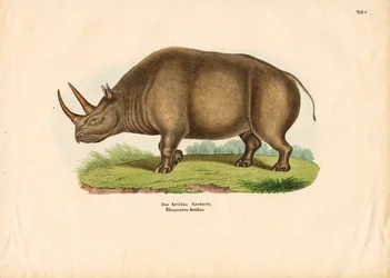 Indiai orrszarvú
