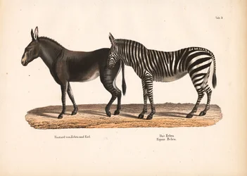 Síksági zebra és zebra-szamár hibrid