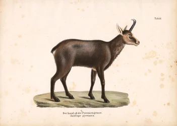 Pireneusi zerge vagy Isard
