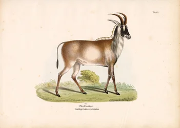 Roan antilop