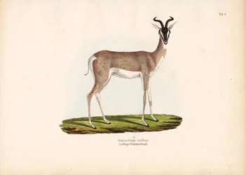 Soemmerring gazella