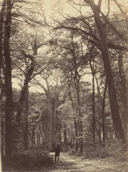 Erdei jelenet,c. 1865 (fotó)