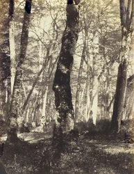 Tanulmány a Barbizon-erdőben, 186069.