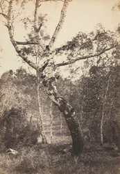 Tanulmány egy nyírfáról, Barbizon, 1860-1870.