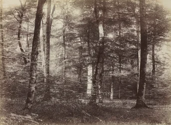 Untitled (A fontainebleau-i erdő)