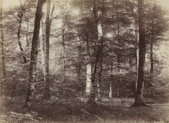Untitled The Forest of Fontainbleau, c. 1874.