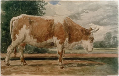 Tehén oldalnézetben