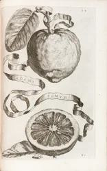 Ádám almája, 313-as tábla Giovanni Battista Ferrari "Hesperides or the Evil Culture and Usage of Golden Books" című művéből, 1646