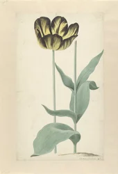De tulp Bizard Catafalque Bizard Catafalque (cím az objektumon)