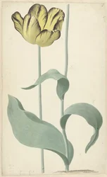 Írta: tulp Bizard Louis d