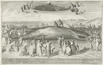 Az Egmond aan Zee-nél partra rekedt sperma bálna, 1764 Cagelot vagy Potwhale, körülbelül 60 láb hosszú, Egmond op Zee-től északra, 1764. február 15-én élve megszállt. március 1-jén ott az aukción 810 Guldenért eladták (cím a tárgyon)