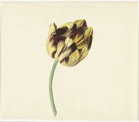 Tulp Bizardot római pápának nevezte