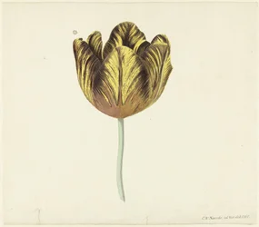 Tulipán Bizard Sub. a