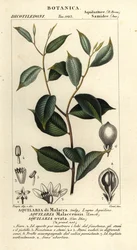 Agarwood, Aquilaria malaccensis, Kritikusan veszélyeztetett