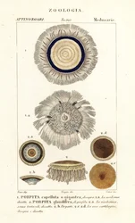 Kék gomb, Porpita porpita 1,2