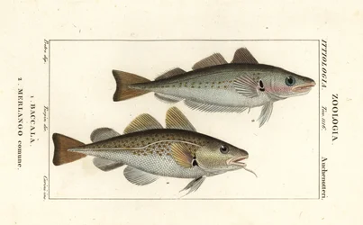 tőkehal, Gadus morhua, Baccala 1 és vékonybajszú tőkehal, Merlangius merlangus, Merlango comune 2