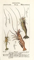Közönséges garnélarák, Crangon crangon 1, rózsaszín garnélarák, Pandalus montagui 2 és Aegaeon cataphractus 3