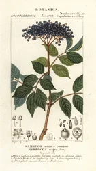 Európai fekete bodza, Sambucus nigra, Sambuco nero o comune