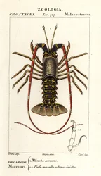 Európai tüskés homár, Palinurus elephas
