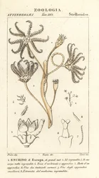 Kihalt krinoid Encrinus, Encrino dEuropa