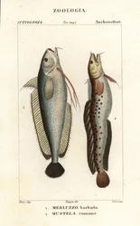 Villaszakáll, Phycis phycis 1 és ötszakállú ringató, Ciliata mustela