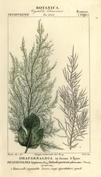 Zöld algák, Draparnaldia hypnosis, Draparnaldia in forma dIpno