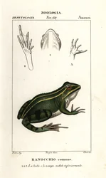 Zöldbéka, Pelophylax kl esculentus