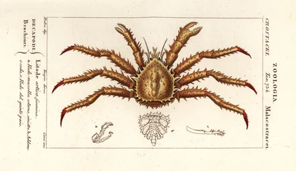 Norvég királyrák, Lithodes maja