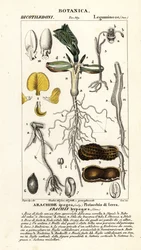 Földimogyoró vagy földimogyoró, Arachis hypogaea