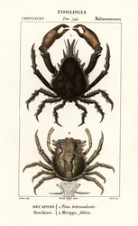 Pisa tetraodon and Micippa philyra   1401902   hu       hungarian Successfully Translated  Original: Plate 219, from A Curious Herbal Translat: Plate 219, from 