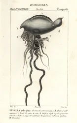 Portugál háborús ember, Physalia physalis