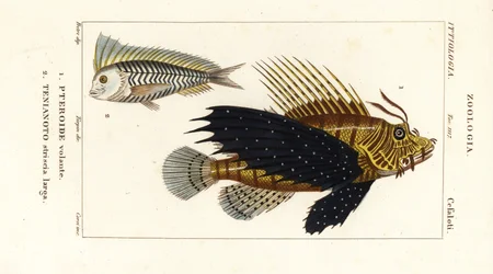 Vörös oroszlánhal, Pterois volitans, Pteroide volante 1 és kék blanquillo, Taenianotus latovittatus, Tenianoto striata larga 2