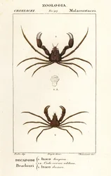 Scorpion pókrák és Leach pókrákja