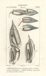 Szifonoforok, Diphyes dispar, Diphyes boryi, Difie del Bory