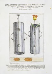 Virágok újraültetésére szolgáló eszköz, a „Hortus Floridus”-tól, 1614-1515