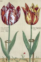 Tulipa Octaviani del pont és Tulipa Elegant, a "Hortus Floridus" című, 1614-15-ben kiadott kötetből.