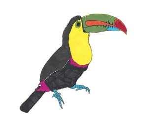 Toucan, 2024 (papírra írt toll, photoshop)