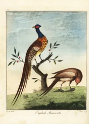 Angol fácánok, hímek és nőstények. 1792 (metszet)