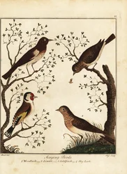 Énekes madarak: erdei pacsirta, gyolcs, aranypinty, égi pacsirta. 1792 (metszet)