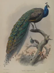 Pavo Cristatus – közönséges páva (színes litho)