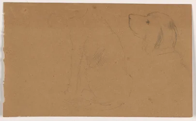 Rajz, Dash (egy szetter), fej és test, 1862 körül.
