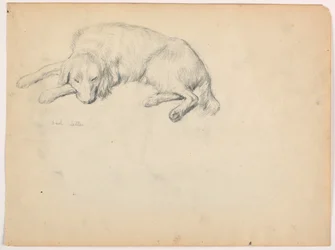 Rajz, Dash (egy szetter), 1862 körül.