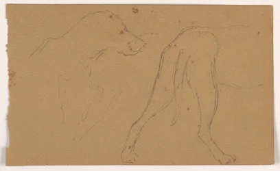 Rajz, Milo (egy pointer), fej és test, 1862 körül.