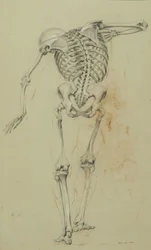 Skeleton Study, 1848 körül (kréta és zsírkréta sárgásbarna papíron, kartonra szerelve)