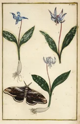 Kutyafog-ibolya vagy kutyafog ibolya, Erythronium dens-canis és lepke