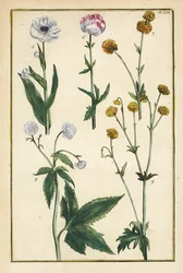 Földgömbvirág, Trollius europaeus és más boglárkafajták, Ranunculus glacialis stb.