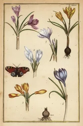 Tavaszi krókusz, Crocus vernus, és nappali pávaszem, Aglais io