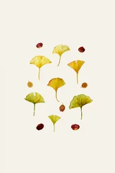 Ginkgo levelek és magok