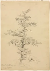 Pine Tree, Conway, New Hampshire recto, Landscape and Tree Studies verso, c. 1851.