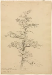 Pine Tree, Conway, New Hampshire recto, c. 1851.